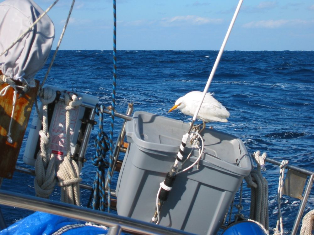 Hitchhiker for 20 hours about 24 hours from Bermuda