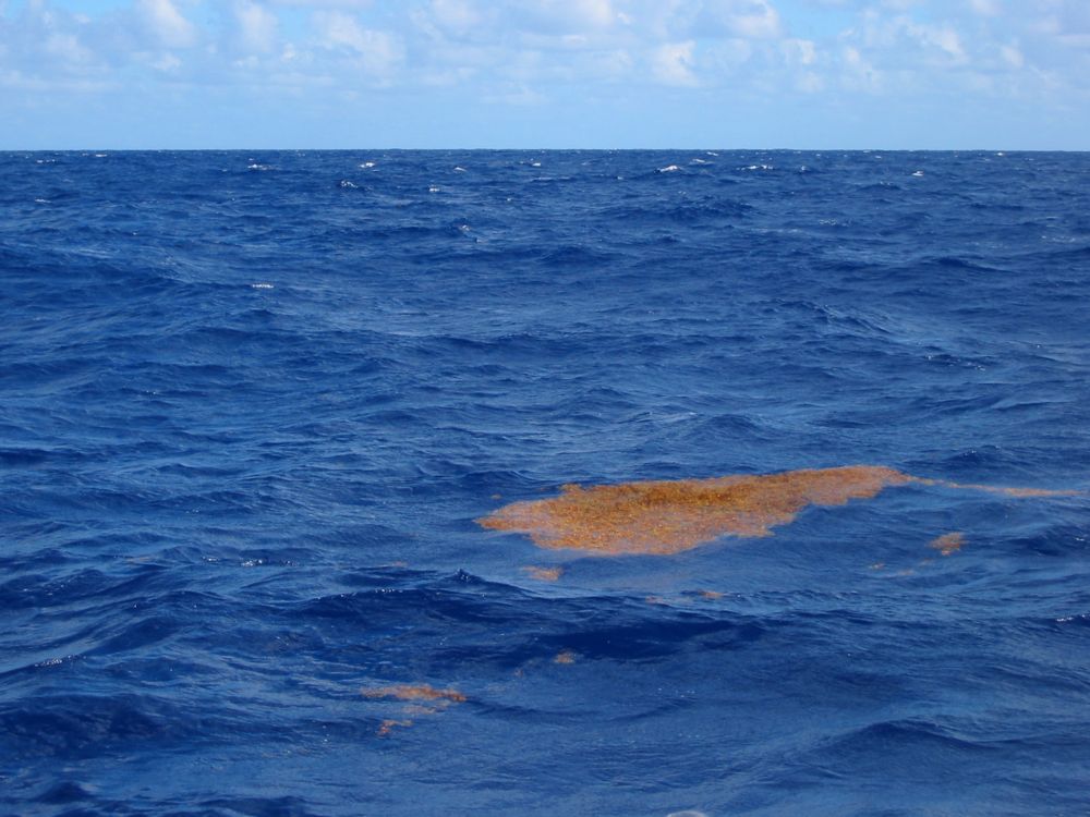 Sargasso Sea